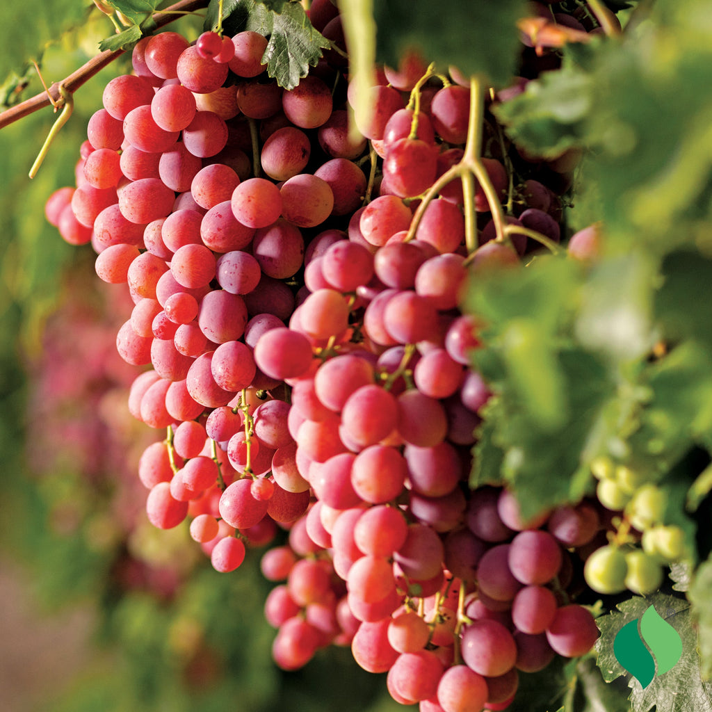 Suffolk Red -  kärnfri, saftig röd druva med ljuvlig sötma och en touch av krydda