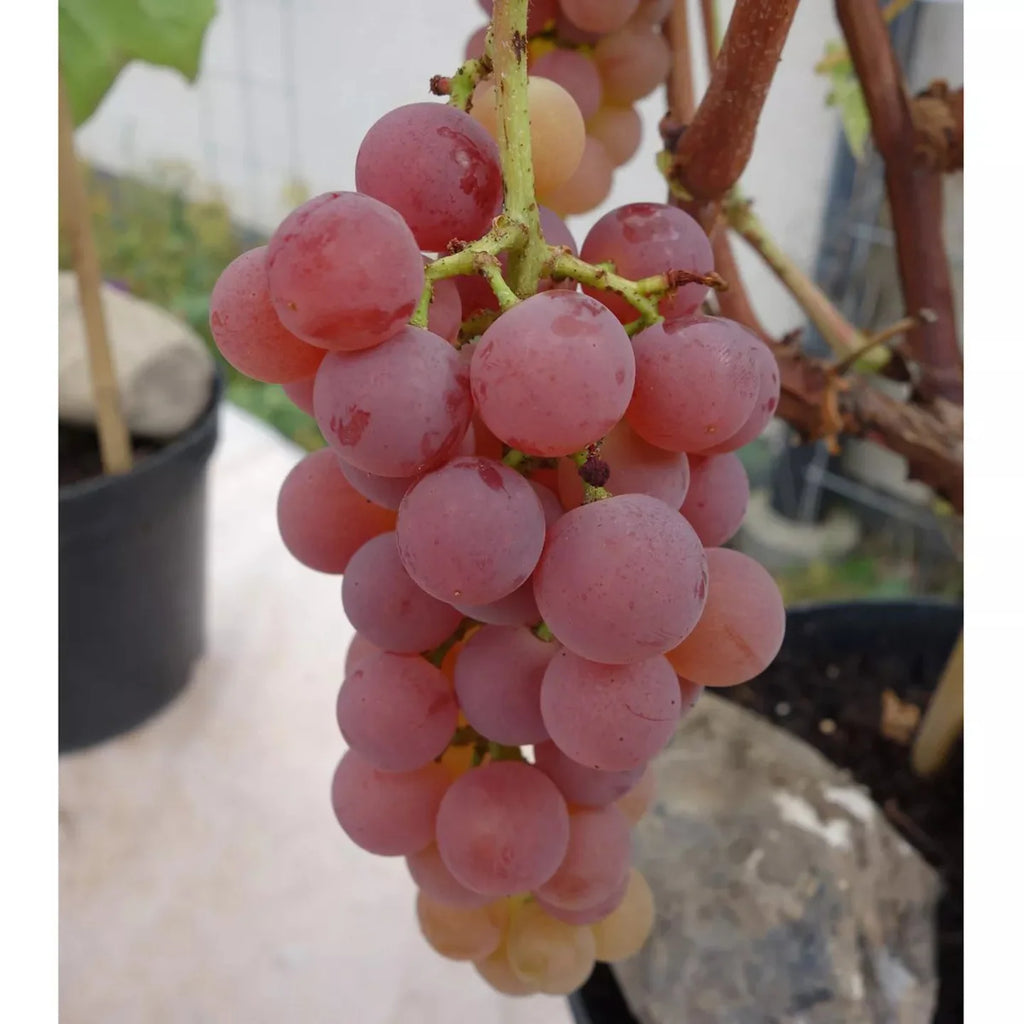 Suffolk Red -  kärnfri, saftig röd druva med ljuvlig sötma och en touch av krydda